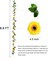 Artificial Sunflower Garland with LED Lights 16.5FT Pre Lit Sunflower Vine Garland Silk Yellow Flower Hanging Decor for Wedding Bedroom Wall Party Indoor Outdoor Decoration